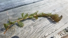 Myriophyllum