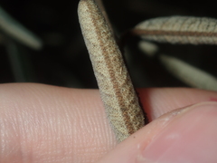 Seringia cacaobrunnea