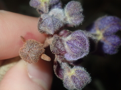 Seringia cacaobrunnea