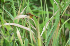 Sympetrum flaveolum