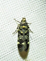 Chionodes bicostomaculella