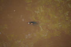 Chrysemys picta picta