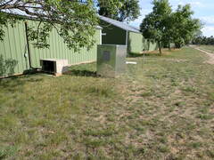 Gypsophila paniculata