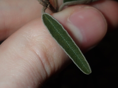 Seringia cacaobrunnea