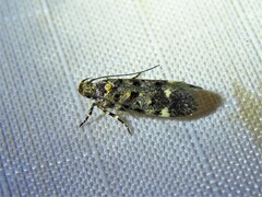 Chionodes bicostomaculella