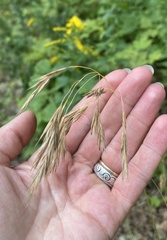 Bromus ciliatus