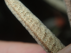 Seringia cacaobrunnea