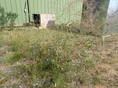 Gypsophila paniculata