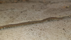 Geophilomorpha