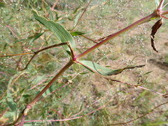 Gypsophila paniculata