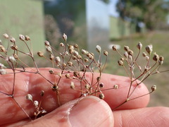 Gypsophila paniculata