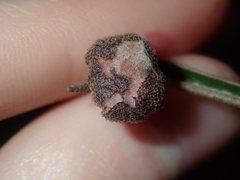 Seringia cacaobrunnea