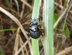 Canthon septemmaculatus