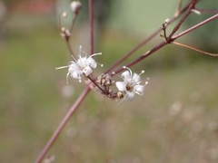 Gypsophila paniculata