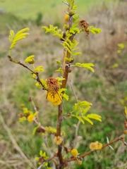 Vachellia farnesiana