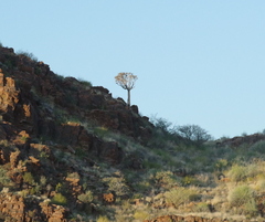 Aloidendron dichotomum