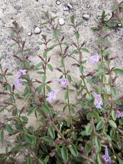 Hedeoma diffusa