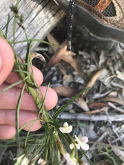 Glycine clandestina