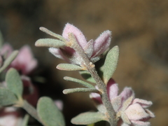 Boronia ternata