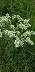 Euphorbia marginata