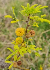 Vachellia farnesiana