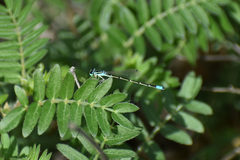Ischnura