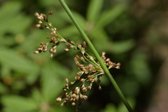Juncus effusus
