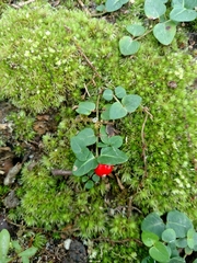 Mitchella repens