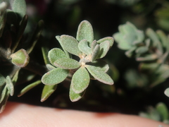 Boronia ternata