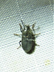 Blapstinus