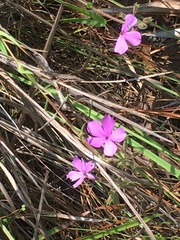 Phlox pilosa