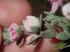 Boronia ternata
