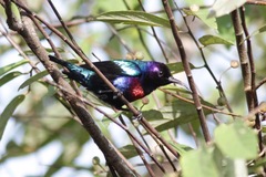 Cinnyris coccinigastrus