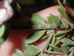 Boronia ternata