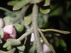 Boronia ternata