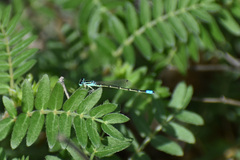 Ischnura