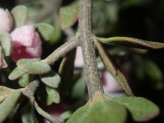 Boronia ternata