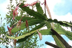 Epiphyllum