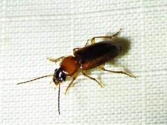 Stenolophus dissimilis