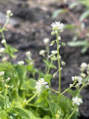 Circaea alpina pacifica