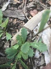 Brachyscome spathulata