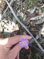 Brachyscome spathulata