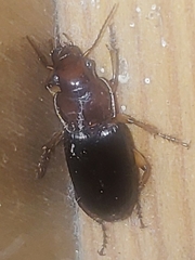 Harpalus erraticus