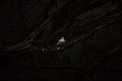 Chroicocephalus ridibundus