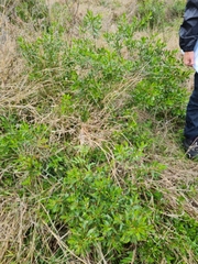 Myoporum acuminatum