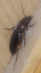 Harpalus erraticus