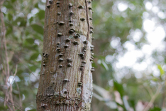 Machaerium brasiliense