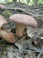 Tylopilus