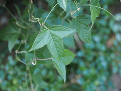 Passiflora suberosa