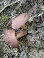 Tylopilus
